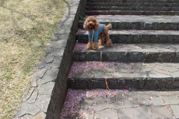 IMG_5600_convert_20130410132010.jpg