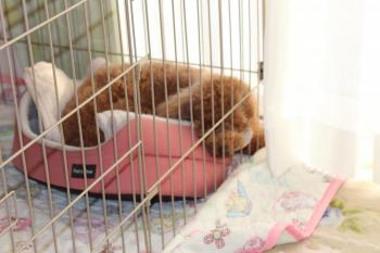 IMG_5610_convert_20130411164912.jpg