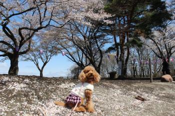 IMG_5618_convert_20130413191206.jpg