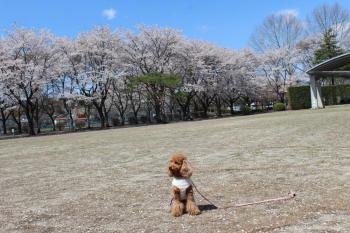 IMG_5629_convert_20130413191345.jpg