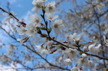 IMG_5643_convert_20130413191648.jpg