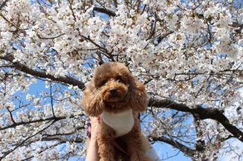 IMG_5693_convert_20130413192547.jpg