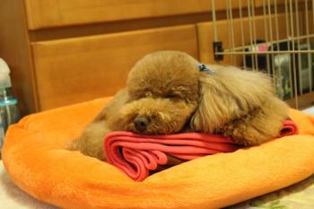 IMG_5751_convert_20130415205124.jpg