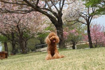 IMG_5806_convert_20130418175205.jpg