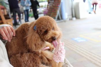 IMG_5871_convert_20130420154805.jpg