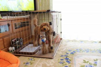 IMG_5874_convert_20130422100232.jpg
