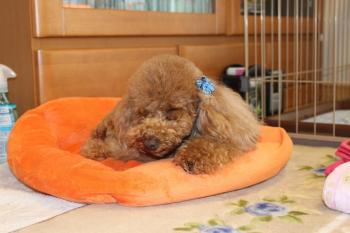 IMG_5903_convert_20130424190514.jpg
