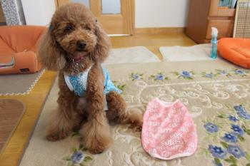 IMG_5935_convert_20130426183856.jpg