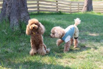 IMG_6276_convert_20130508080943.jpg