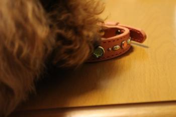 IMG_6537_convert_20130522075822.jpg
