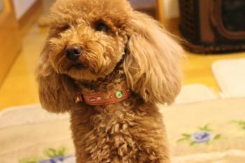 IMG_6546_convert_20130522080417.jpg
