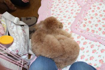 IMG_6618_convert_20130516181629.jpg