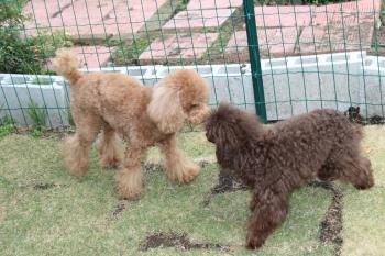 IMG_6715_convert_20130516184619.jpg