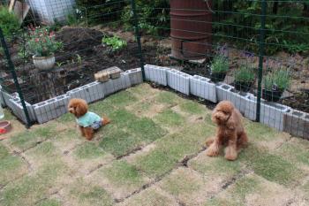 IMG_6778_convert_20130516185033.jpg