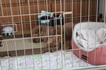 IMG_6788_convert_20130516185345.jpg