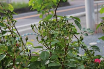 IMG_6790_convert_20130529092648.jpg