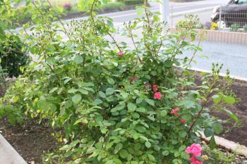 IMG_6792_convert_20130529092729.jpg