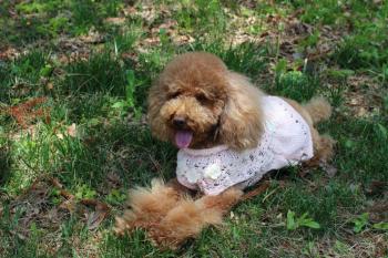 IMG_6827_convert_20130519174818.jpg