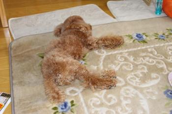 IMG_6877_convert_20130519175413.jpg