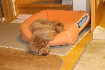 IMG_6888_convert_20130519175558.jpg