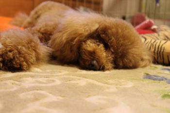 IMG_6924_convert_20130519180422.jpg