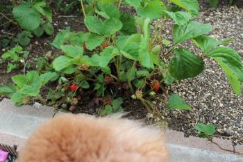IMG_6936_convert_20130524085346.jpg