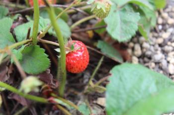 IMG_6937_convert_20130524085422.jpg