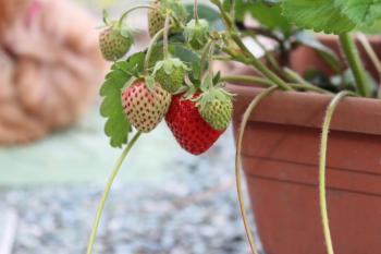 IMG_6939_convert_20130524085451.jpg