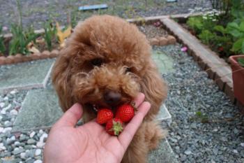 IMG_6944_convert_20130524085559.jpg