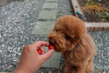 IMG_6947_convert_20130524085643.jpg