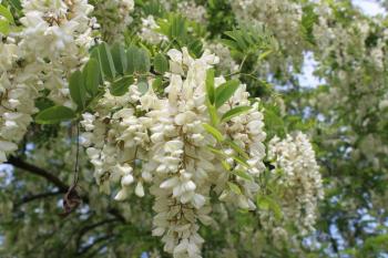 IMG_6952_convert_20130525182753.jpg