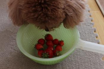 IMG_6955_convert_20130524085807.jpg
