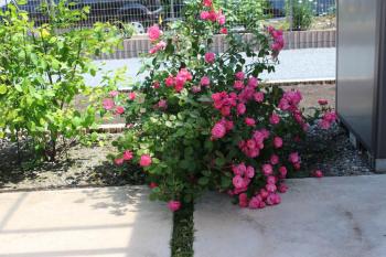 IMG_6962_convert_20130529093111.jpg