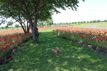 IMG_6966_convert_20130525182038.jpg
