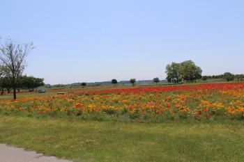 IMG_6991_convert_20130525182424.jpg