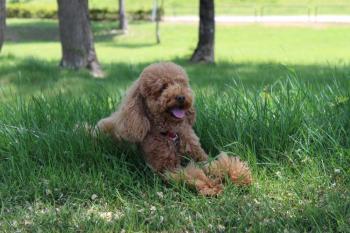 IMG_6993_convert_20130525182459.jpg