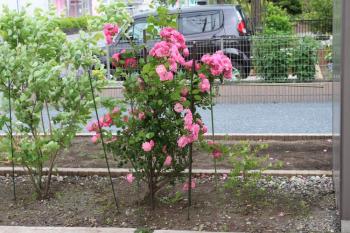 IMG_7049_convert_20130529093808.jpg