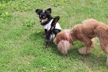 IMG_7105_convert_20130601215333.jpg