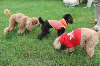 IMG_7122_convert_20130601215539.jpg