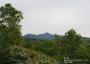 登山道から礼文岳