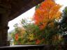 ⑤五重塔と紅葉