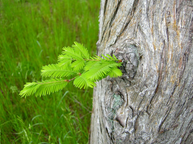 DSCN2166.jpg