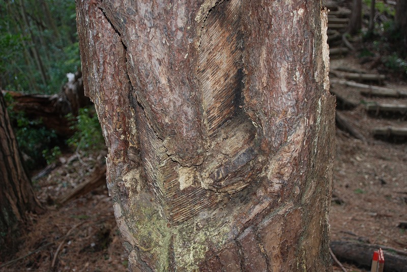 DSC_0209.jpg