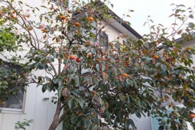 DSCF7535.jpg