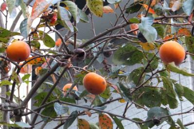 DSCF7536.jpg