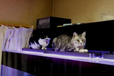 DSCF7596.jpg