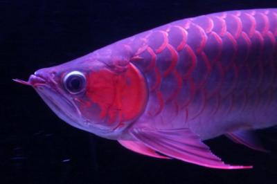 DSCF7685.jpg