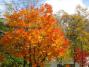 大滝の湯紅葉