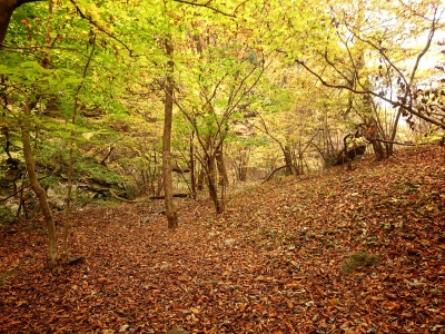 20141109195452ccf.jpg
