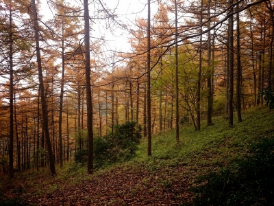 201411091955027d9.jpg